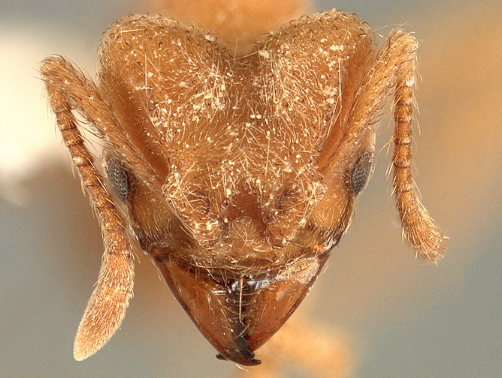 Sericomyrmex Radioheadi