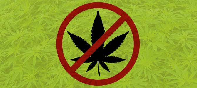 No Marihuana en Coachella